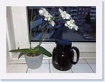 Orchid. Phalaenopsis * Orkide får lidt skygge ude i mit køkken. Orchid  get some shadow in my kitchen. This plant in Latin: Phalaenopsis * 2592 x 1944 * (580KB)